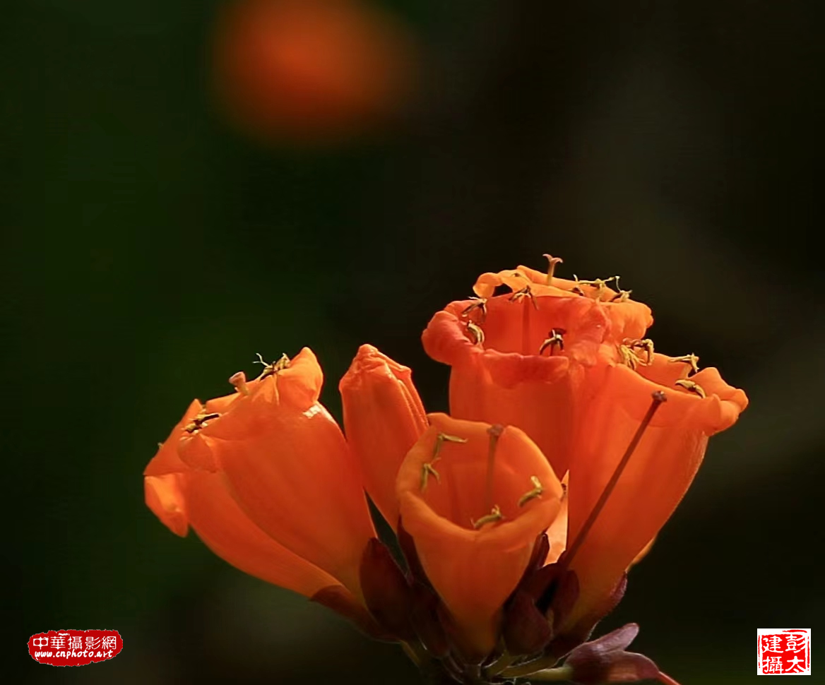 火焰花开（组照）