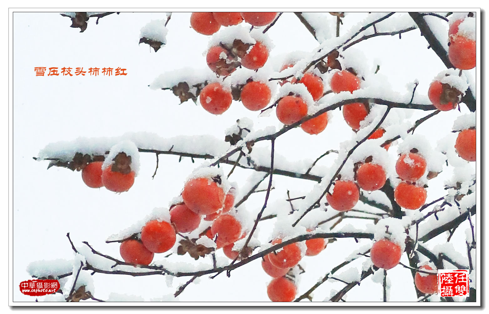 雪压枝头柿柿红