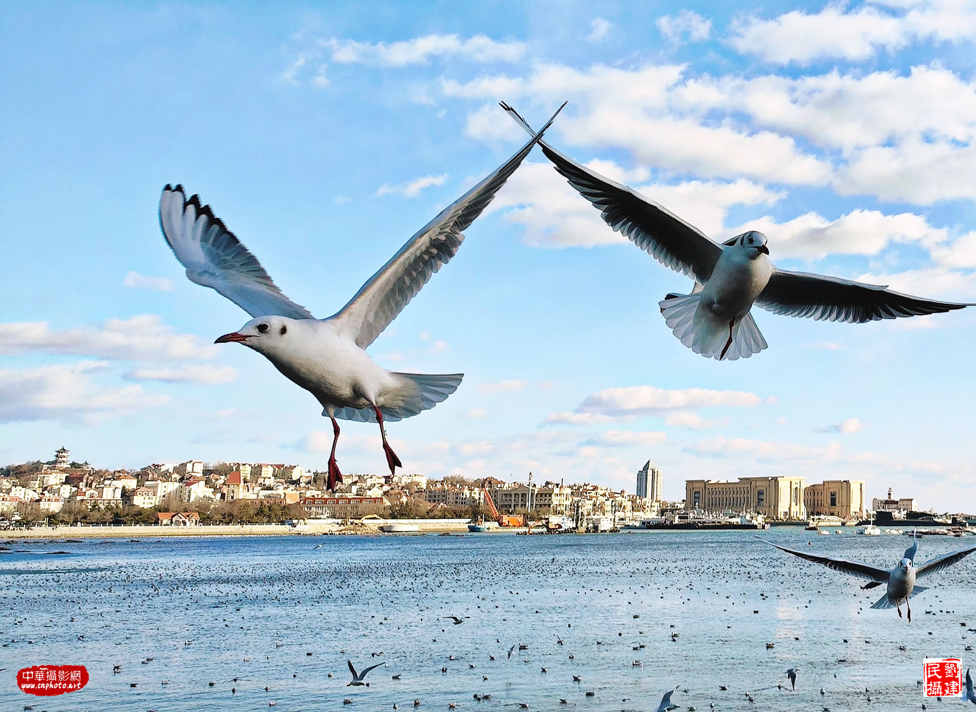 精灵//《山海烟台情》作品选山东烟台 刘建民
