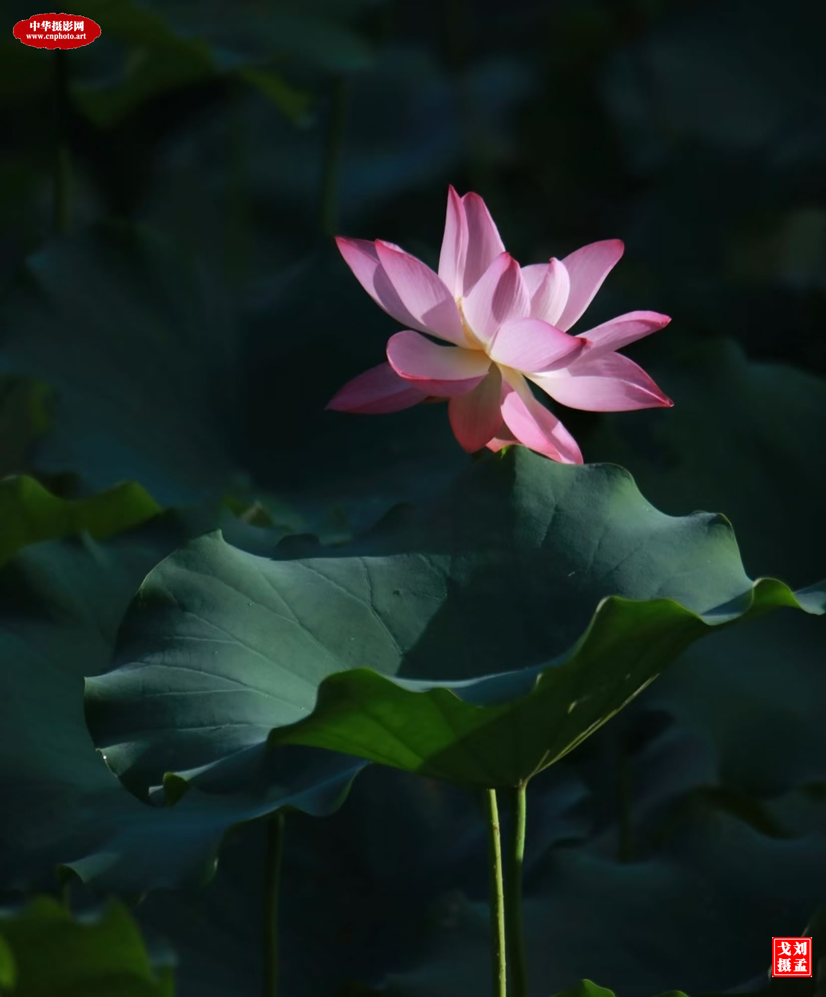 荷花颂/广东珠海 刘孟戈