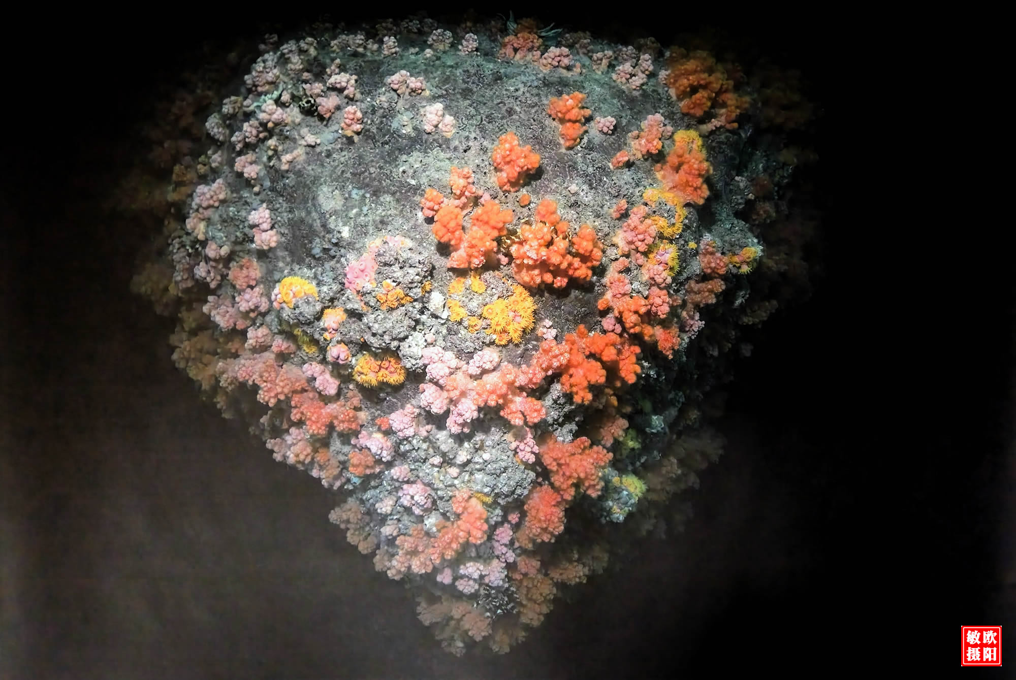 海洋之心/《海洋之心》专题作品选/广东珠海 欧阳敏